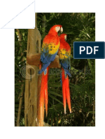 macaw