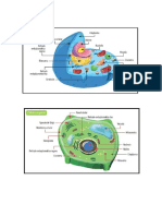Celula Animal y Vegetal