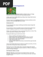 Download Panduan Tanam Cabai Menggunakan Pot by Janu Nurdien SN49671376 doc pdf