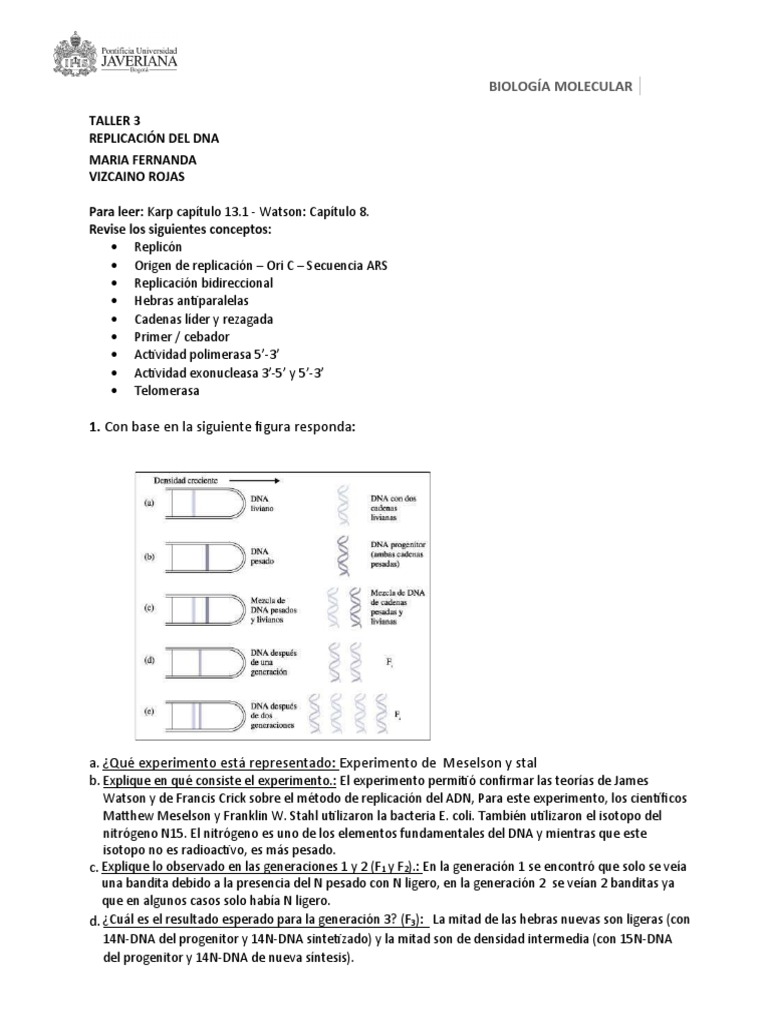 TALLER 3 - ReplicaciónIyII | PDF | Replicación De Adn | Adn