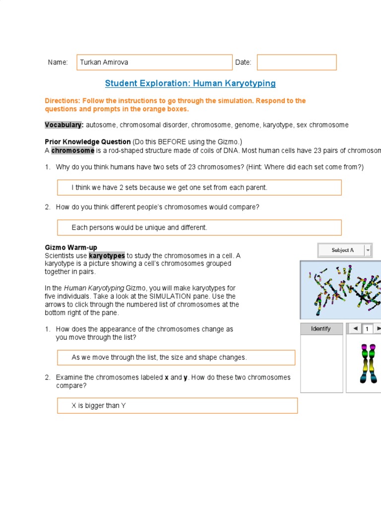 pdf-student-exploration-human-karyotyping-answer-sheet