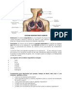 Sistema Respiratorio