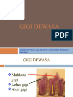 Histologi Gigi Dewasa