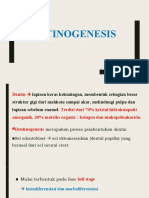Dentinogenesis