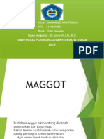 PPT MAGGOT