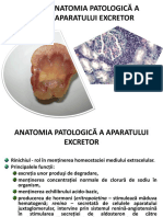 19_patologie Aparat Excretor