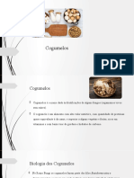 Os principais tipos de cogumelos: propriedades, usos e identificação