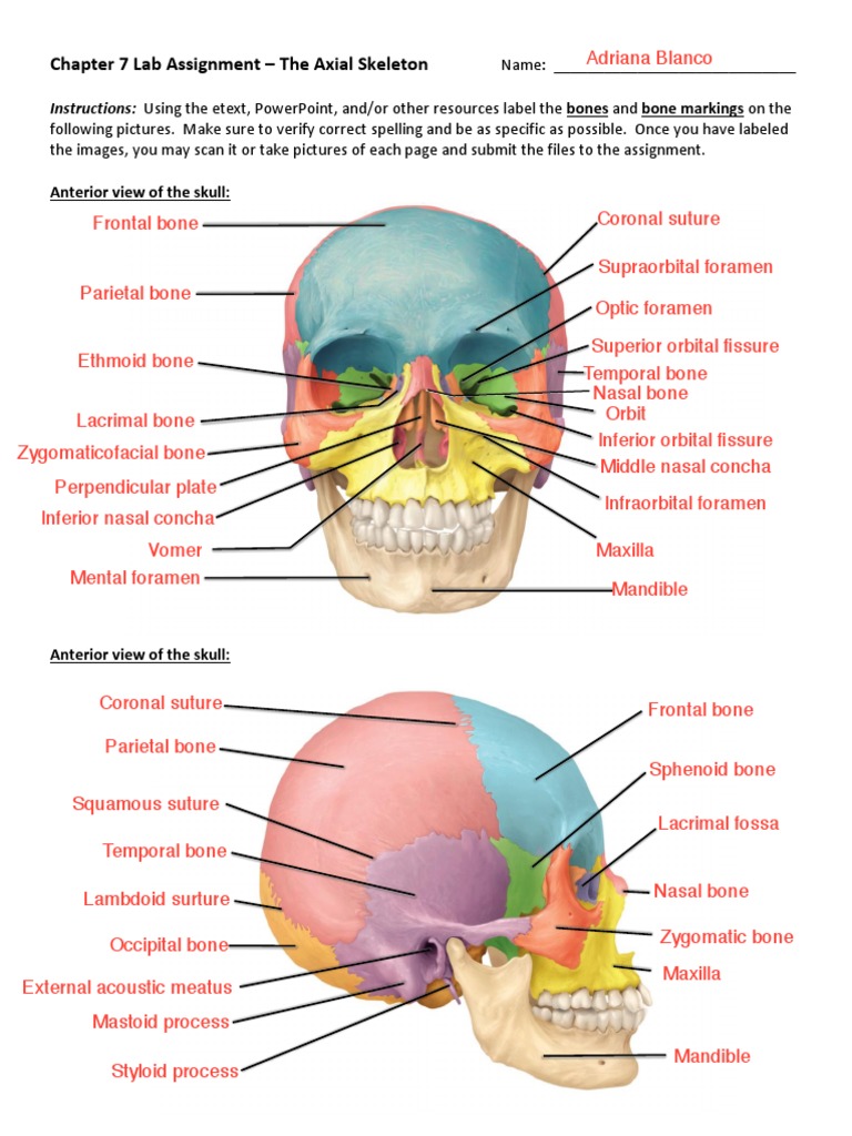 Chapter 7 Lab Assignment - Axial Skeleton Labeling | PDF | Vertebra | Skull