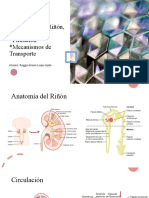 Anatomía Del Riñón, Circulacion, Filtracion y Transporte