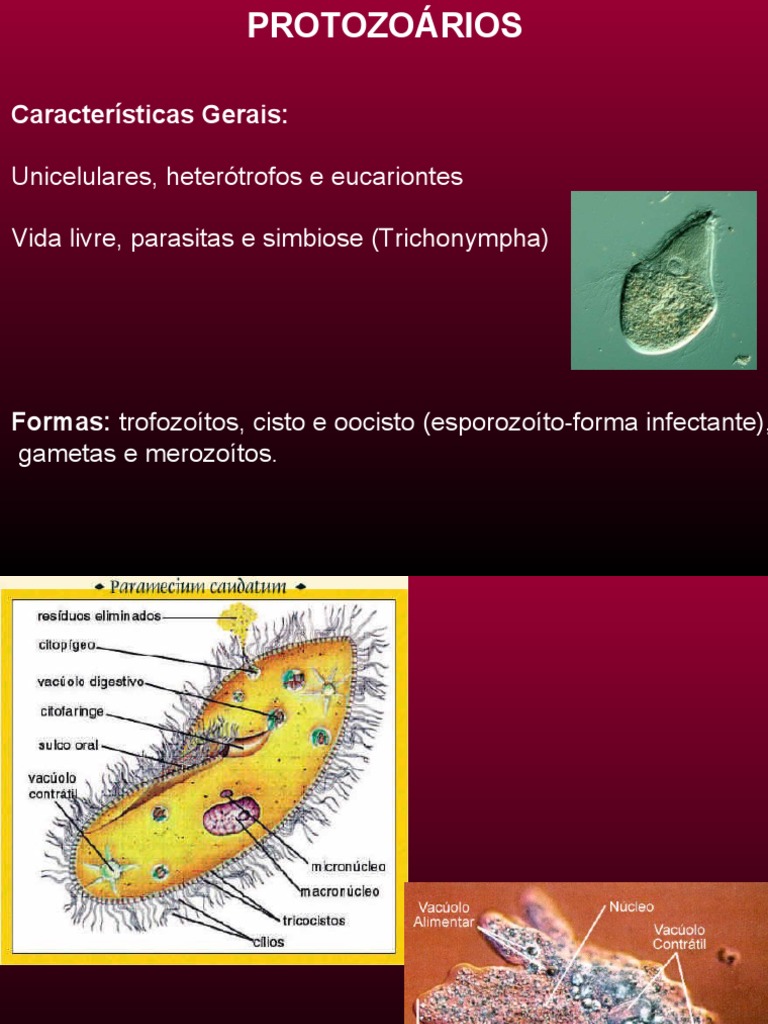 Doenças Causadas Por Protozoários | PDF | Protozoários | Plasmodium