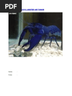 Download Makalah Budidaya Lobster Air Tawar by Putra Eka SN49699275 doc pdf