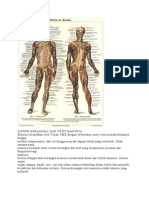 Sistem Kerangka Dan Otot Manusia