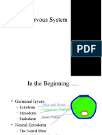 The Nervous System