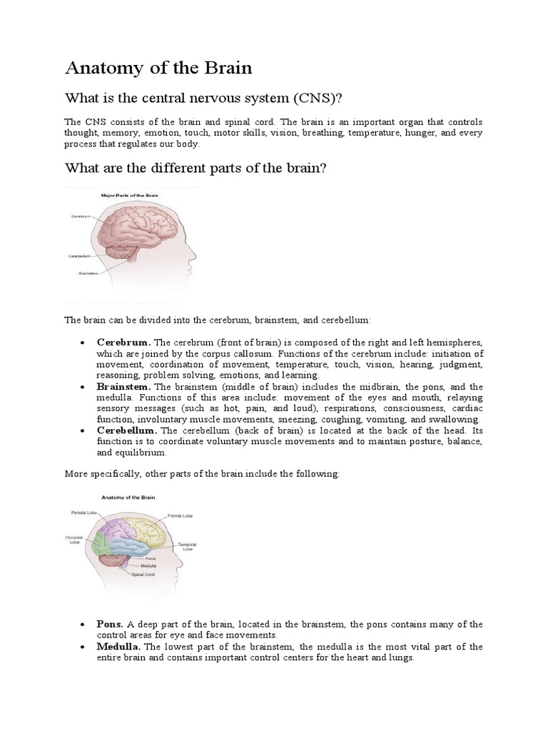 Anatomy of Human Brain | PDF | Brainstem | Central Nervous System