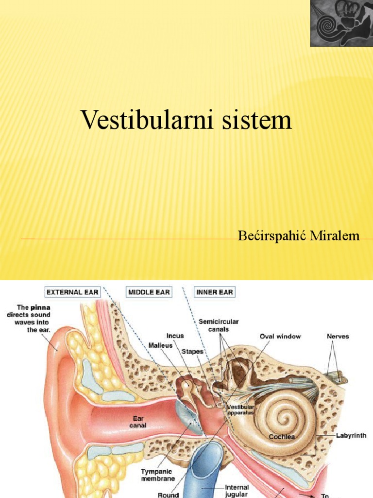 Vestibularni Sistem | PDF