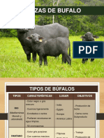Razas de búfalo: Características y orígenes