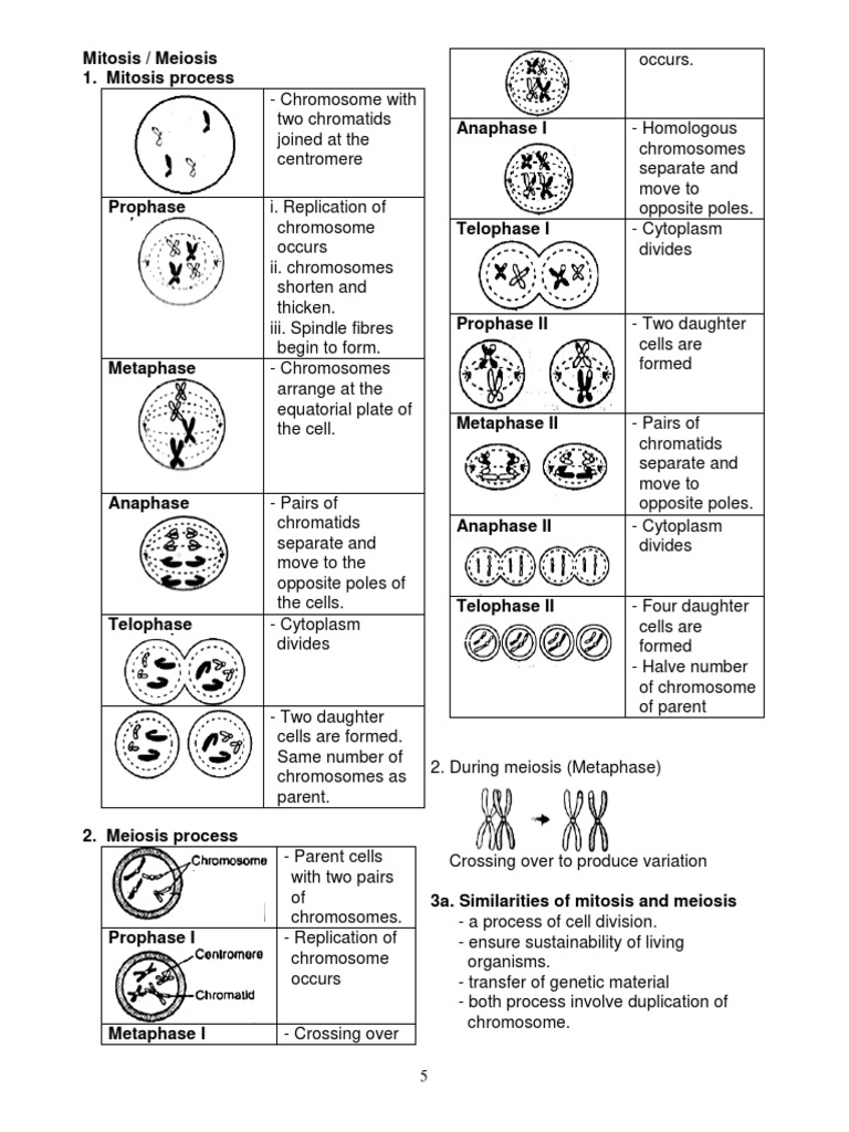 2020 F4 SCIENCE NOTES KSSM CHAPTER 4 6a | PDF | Meiosis | Mitosis
