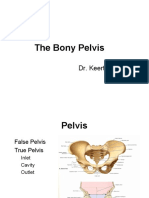 A - Lecture 1 - The Bony Pelvis