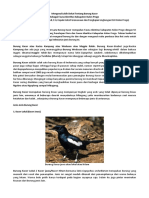 Artikel Mengenal Lebih Dekat Tentang Burung Kacer Flora Fauna Identitas Kulon Progo