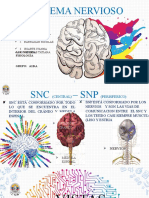 Sistema Nervioso Guia-1 Fisiologia