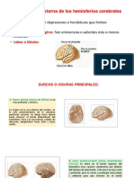 Configuración Externa de Los Hemisferios Cerebrales (Surcos