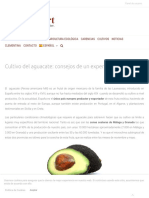 Cultivo aguacate consejos 