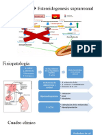 Fisiopatología Estereidogenesis Suprarreanal