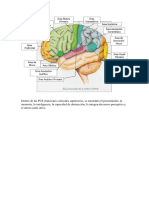 Dentro de Las FCS