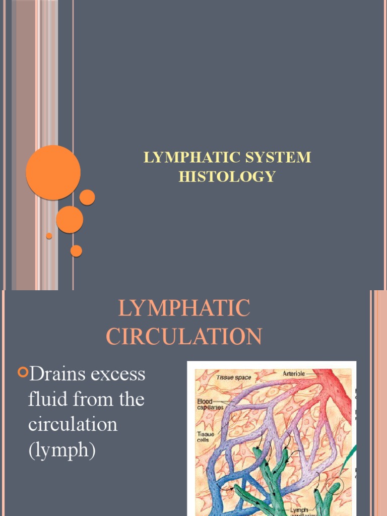 Key Immune Organs and Functions | PDF | Lymphatic System | Lymph Node