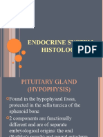 Endocrine System Histology