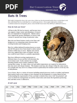 Bats_Trees