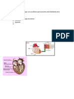 Histología Del Corazón