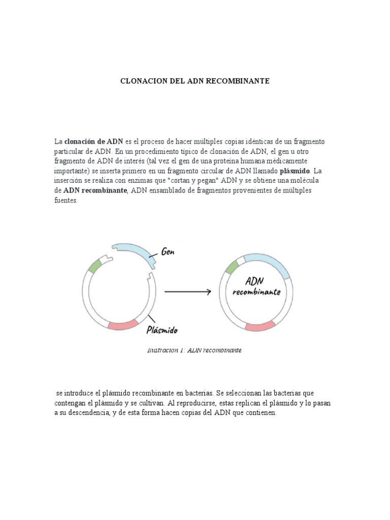 Clonacion Del Adn Recombinante | PDF | Plásmido | Transformación (Genética)