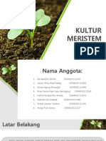 Kultur Meristem