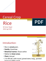 Cereal Crop: M Umar Hayat 2012-Ag-3135