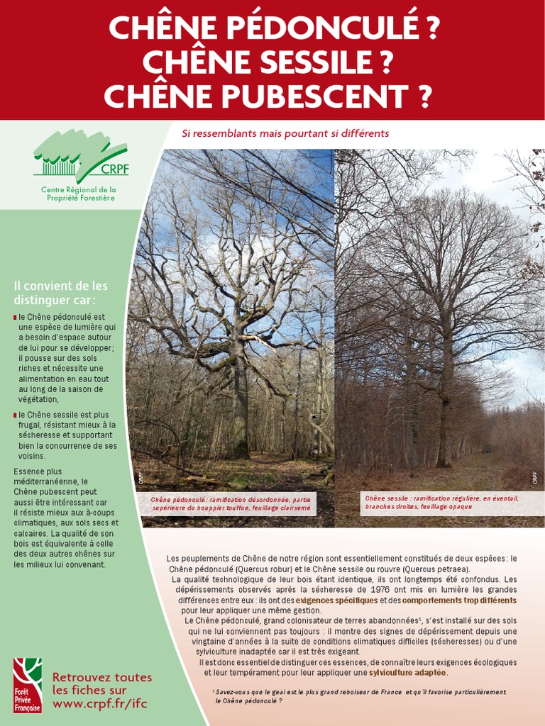 Différences entre espèces de chênes PDF Chêne Arbres — free download