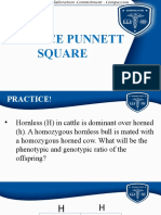 PRACTICE Punnett Square