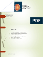 Sclera Anatomy