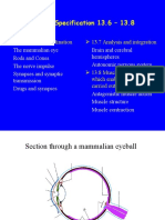 Biology Specification 13.6 - 13.8: 13.6 Nervous Coordination 13.7 Analysis and Integration