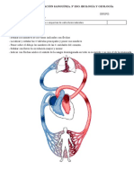 Estructura MUDA Ciculacion Sanguínea