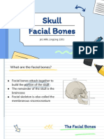 hfs  skull facial bones presentation