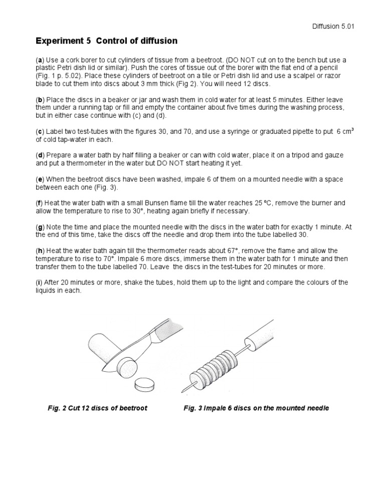 Beetroot Diffusion Experiment Guide | PDF
