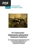 Download Fire Salamanders by Ron SN49772637 doc pdf
