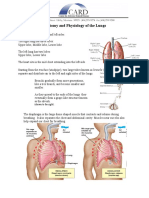 Lung Anatomy Physiology