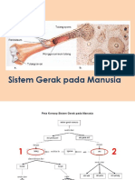 Sistem Gerak Pada Manusia Dan Kelainannya Serta Penyakit Pada Sistem Gerak