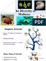 The Diversity of Molluscs