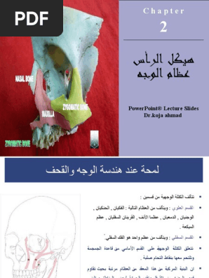 2 عظام الوجه