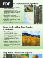 Giant Sequoia, Sequoiadendron Giganteum: Where Do Trees Get Their Mass From?