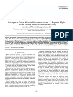 Attempts To Create Wheat (Triticum Aestivum L.) Superior High-Yielded Variety Through Mutation Breeding