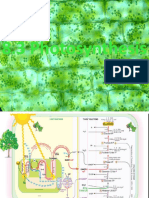 8 3 Photosynthesis HL